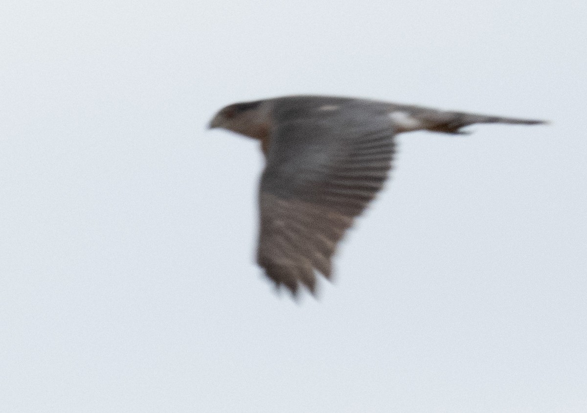 Rundschwanzhabicht - ML644044320