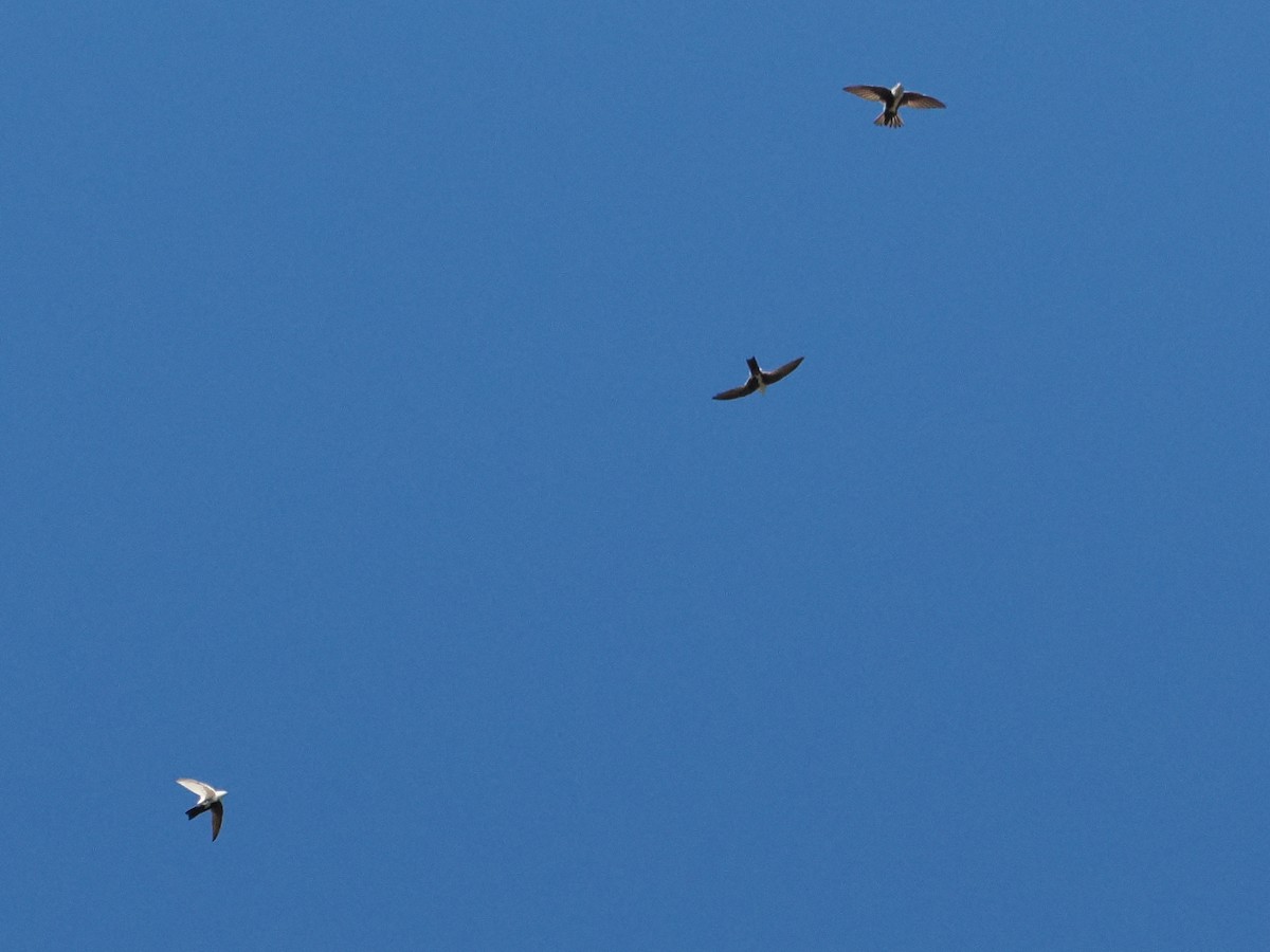 White-throated Swift - ML644044324