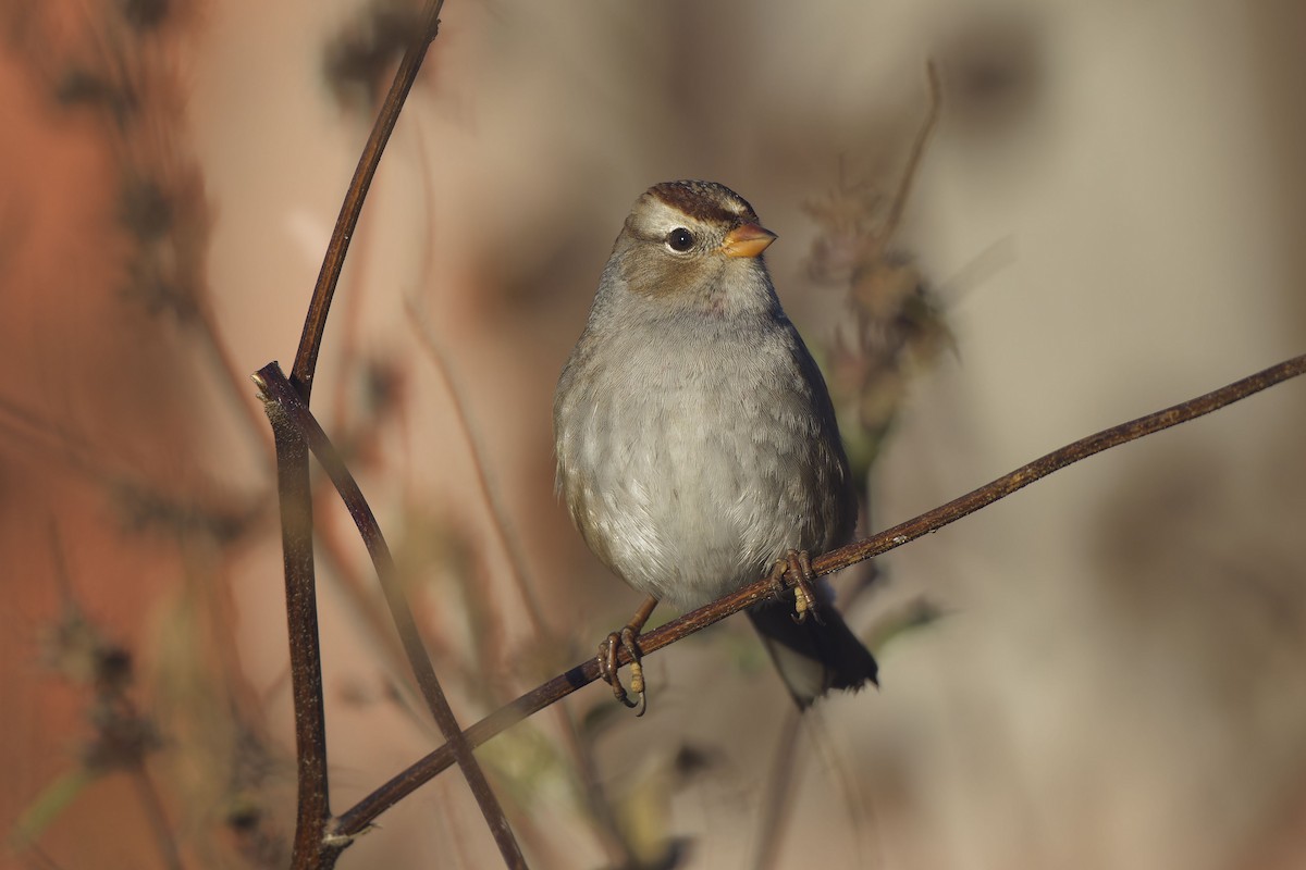 White-crowned Sparrow - ML644044328