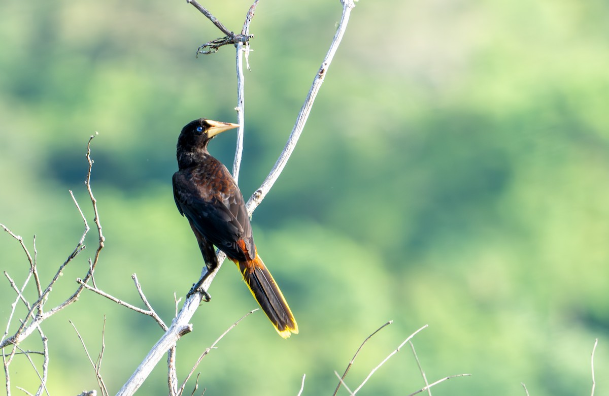 Crested Oropendola - ML644044335