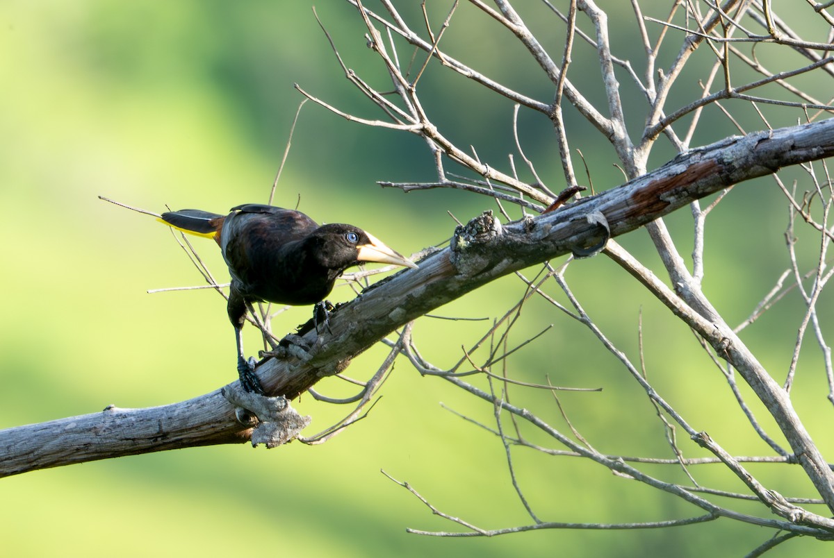 Crested Oropendola - ML644044337
