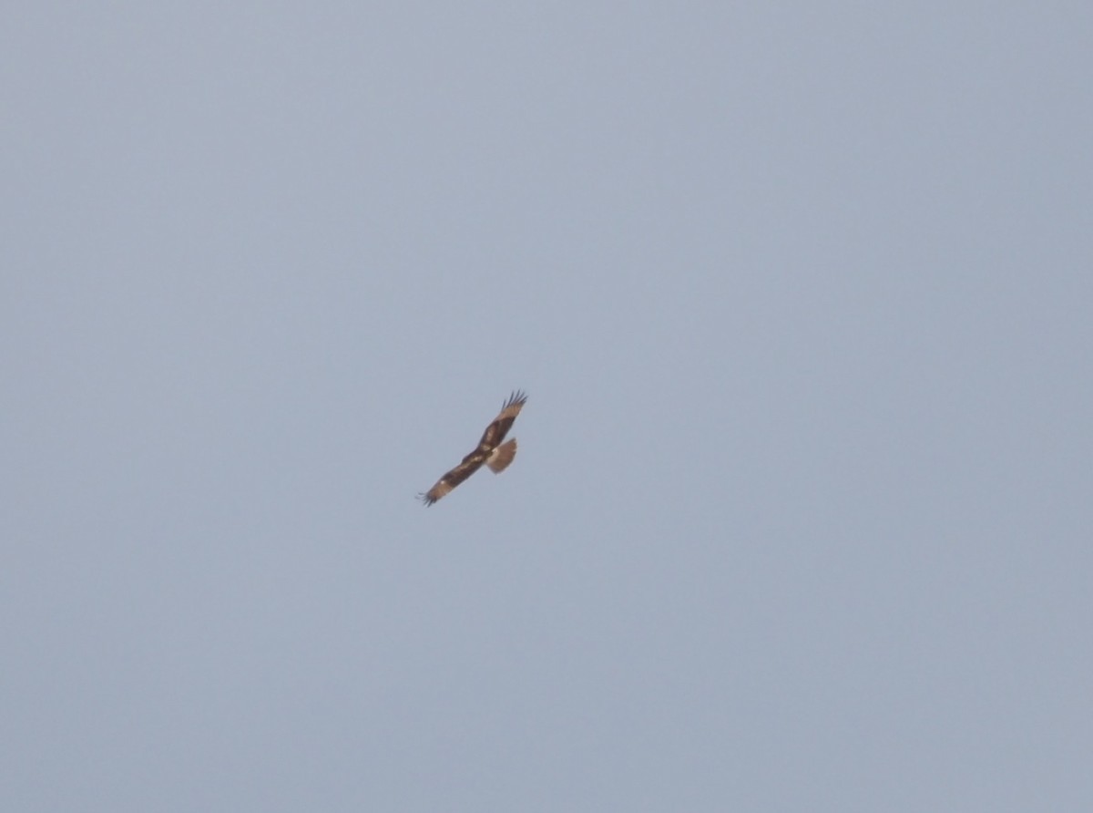 Red-tailed Hawk - ML644044340