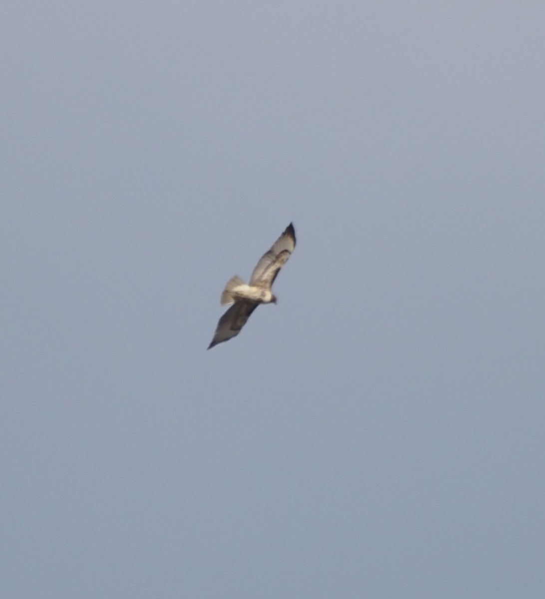 Red-tailed Hawk - ML644044341