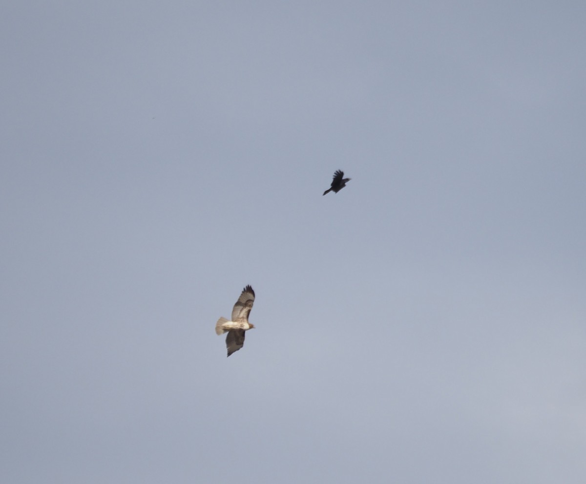 Red-tailed Hawk - ML644044342