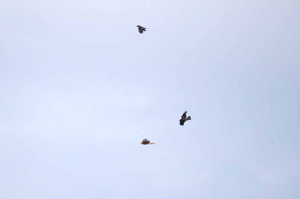 Red-tailed Hawk - ML644044343