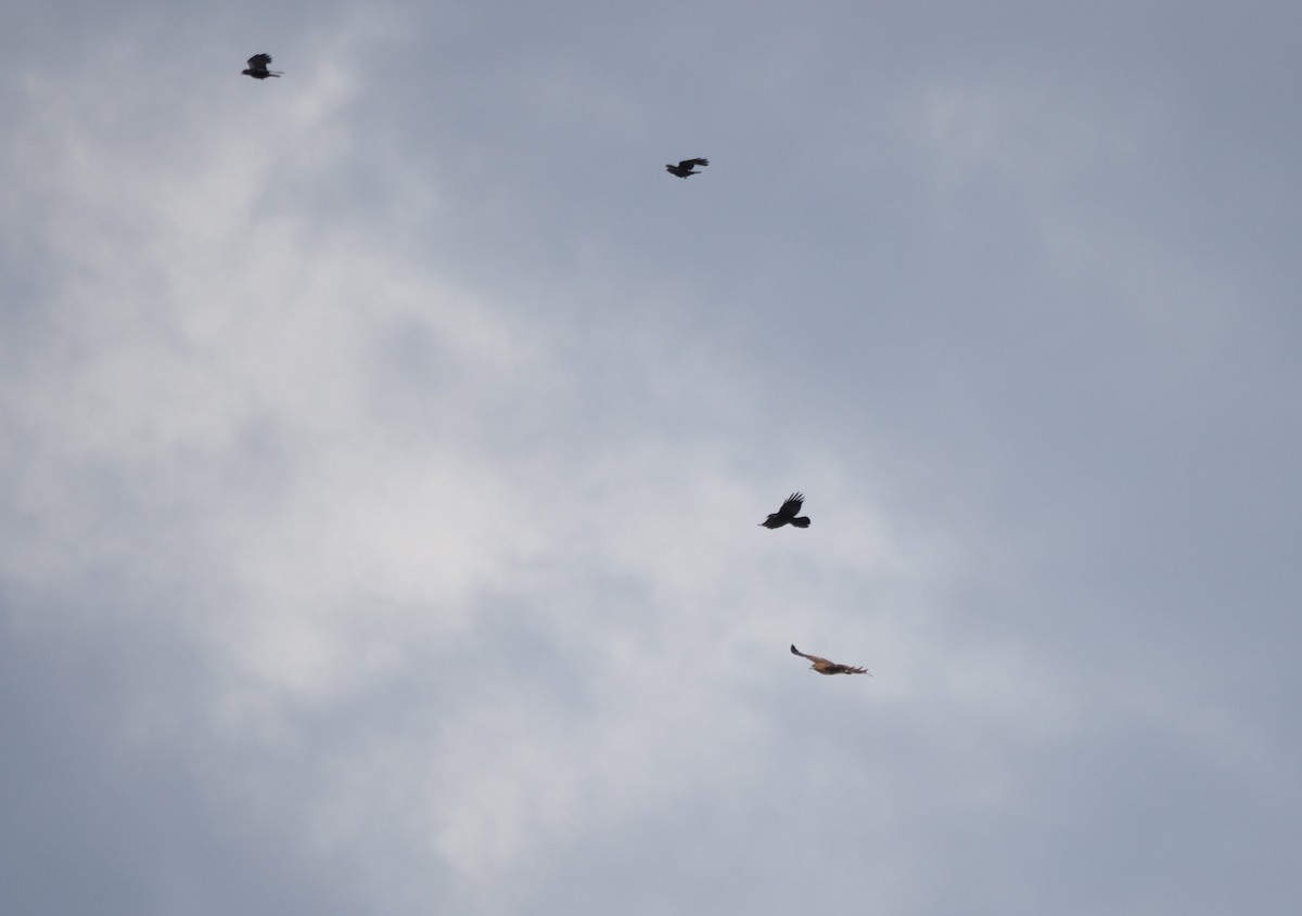 Red-tailed Hawk - ML644044344