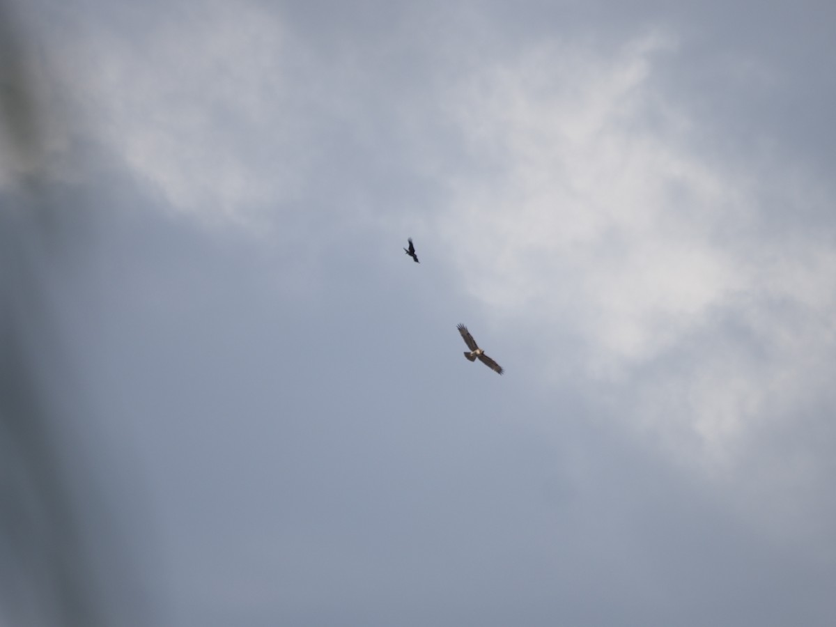 Red-tailed Hawk - ML644044345