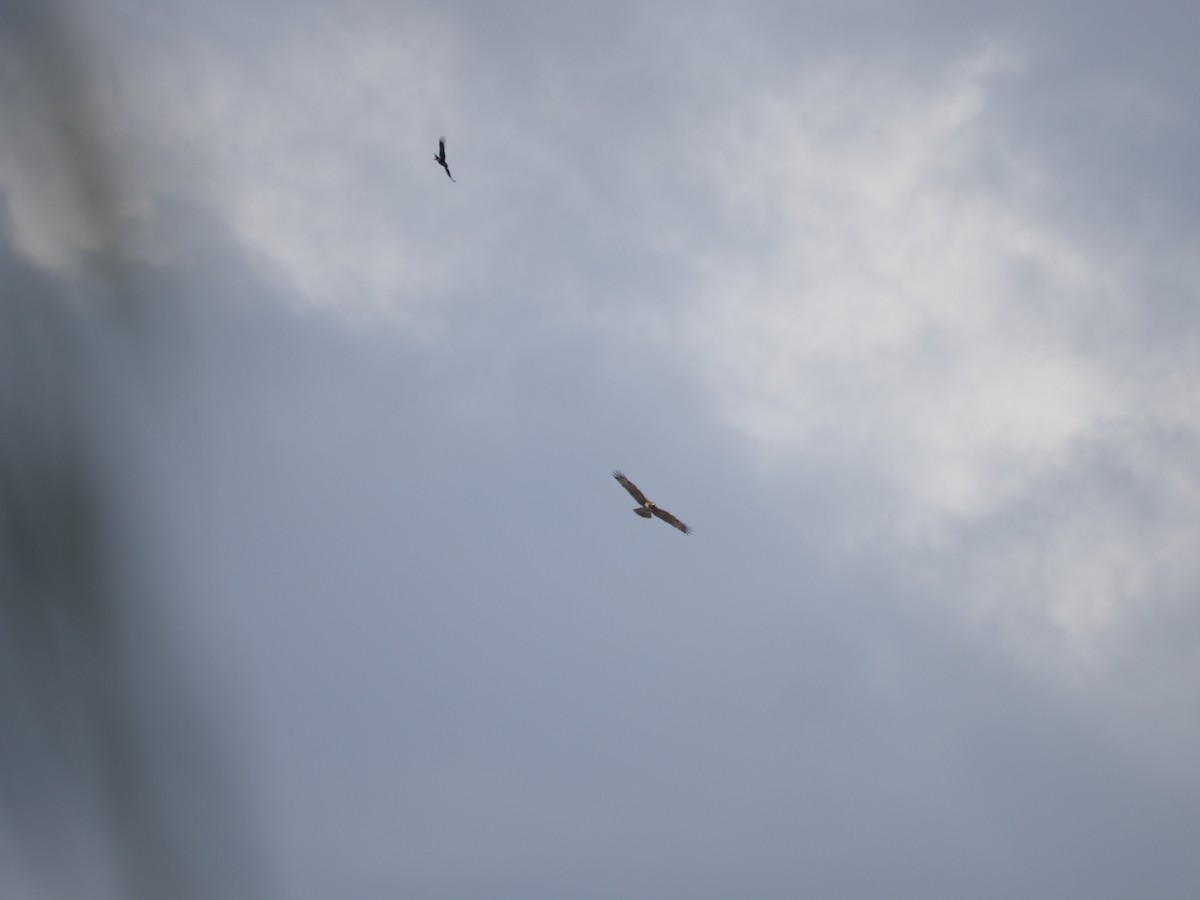 Red-tailed Hawk - ML644044346
