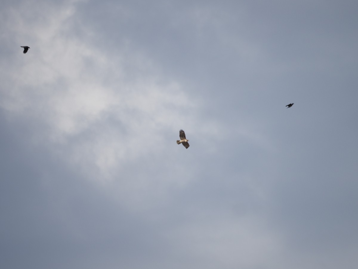 Red-tailed Hawk - ML644044347