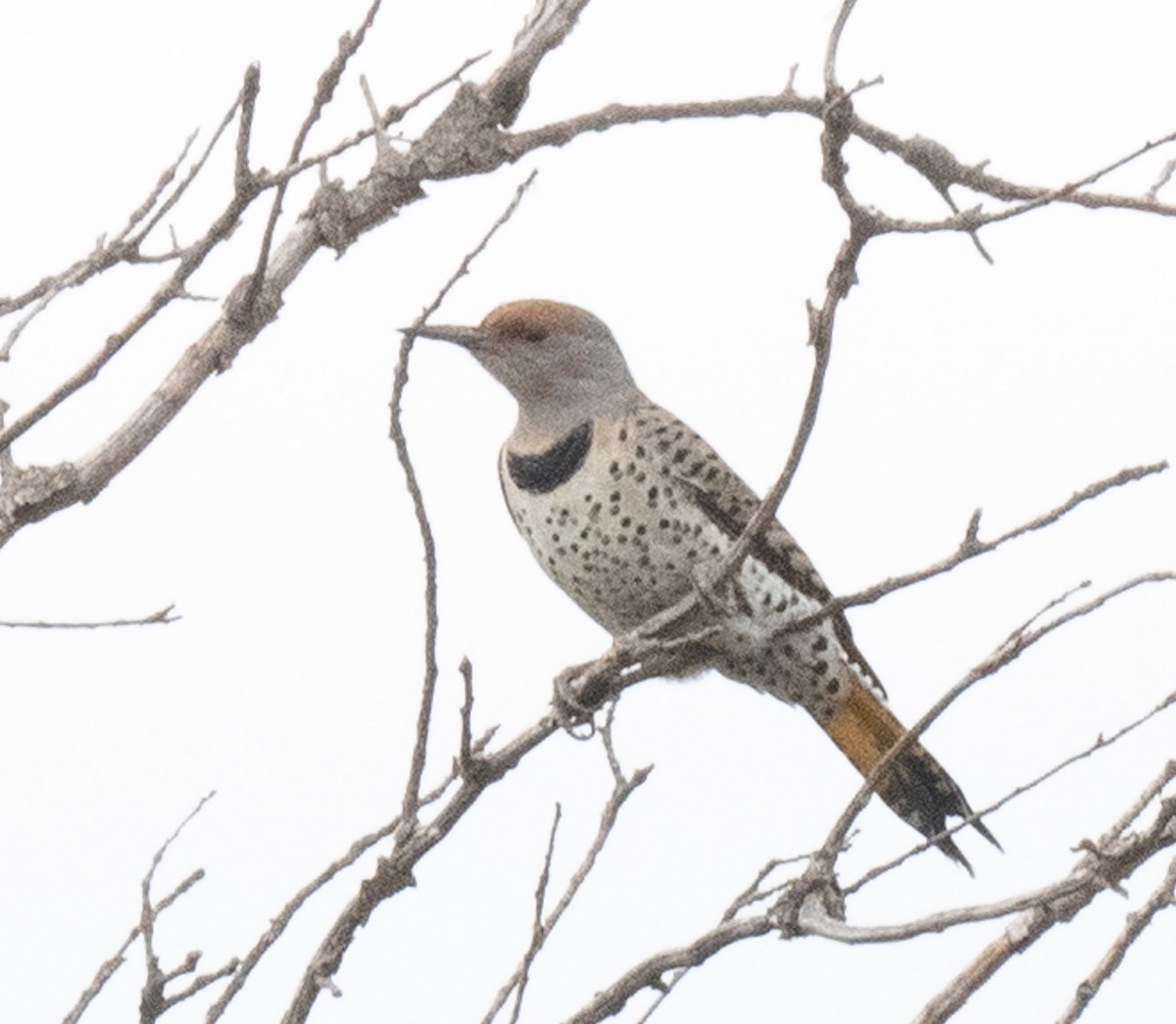 Goldspecht (auratus/luteus) - ML644044351