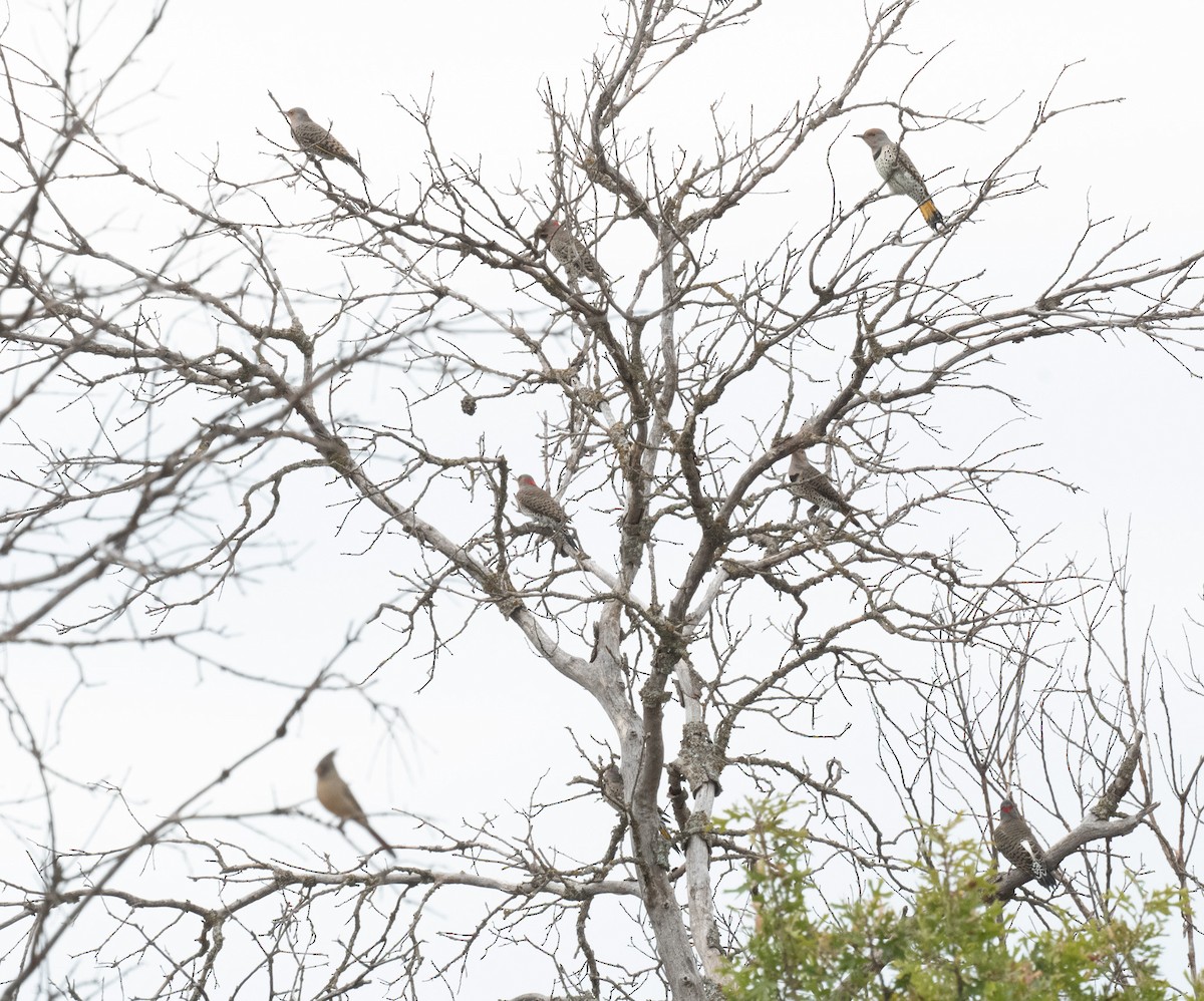 Goldspecht (auratus/luteus) - ML644044354