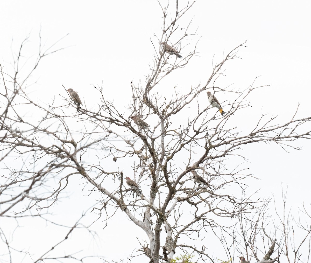 Goldspecht (auratus/luteus) - ML644044355