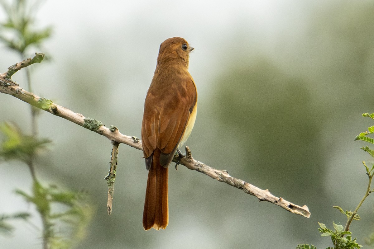 Rufous Casiornis - ML644044356