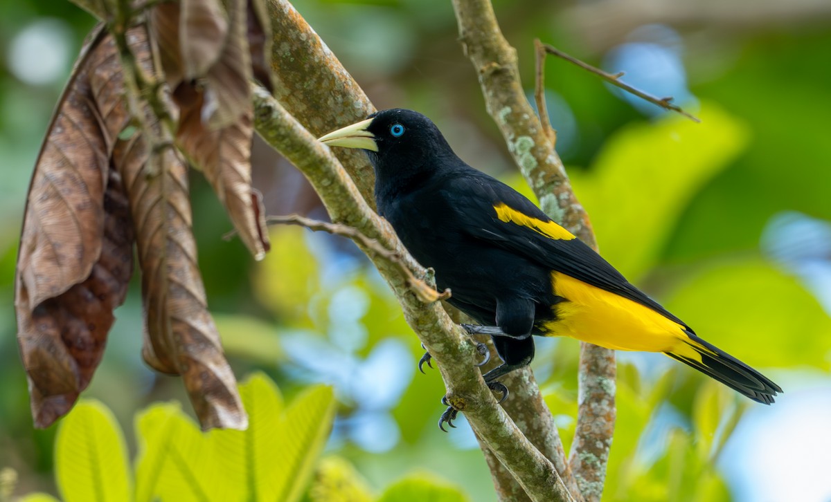 Yellow-rumped Cacique - ML644044366