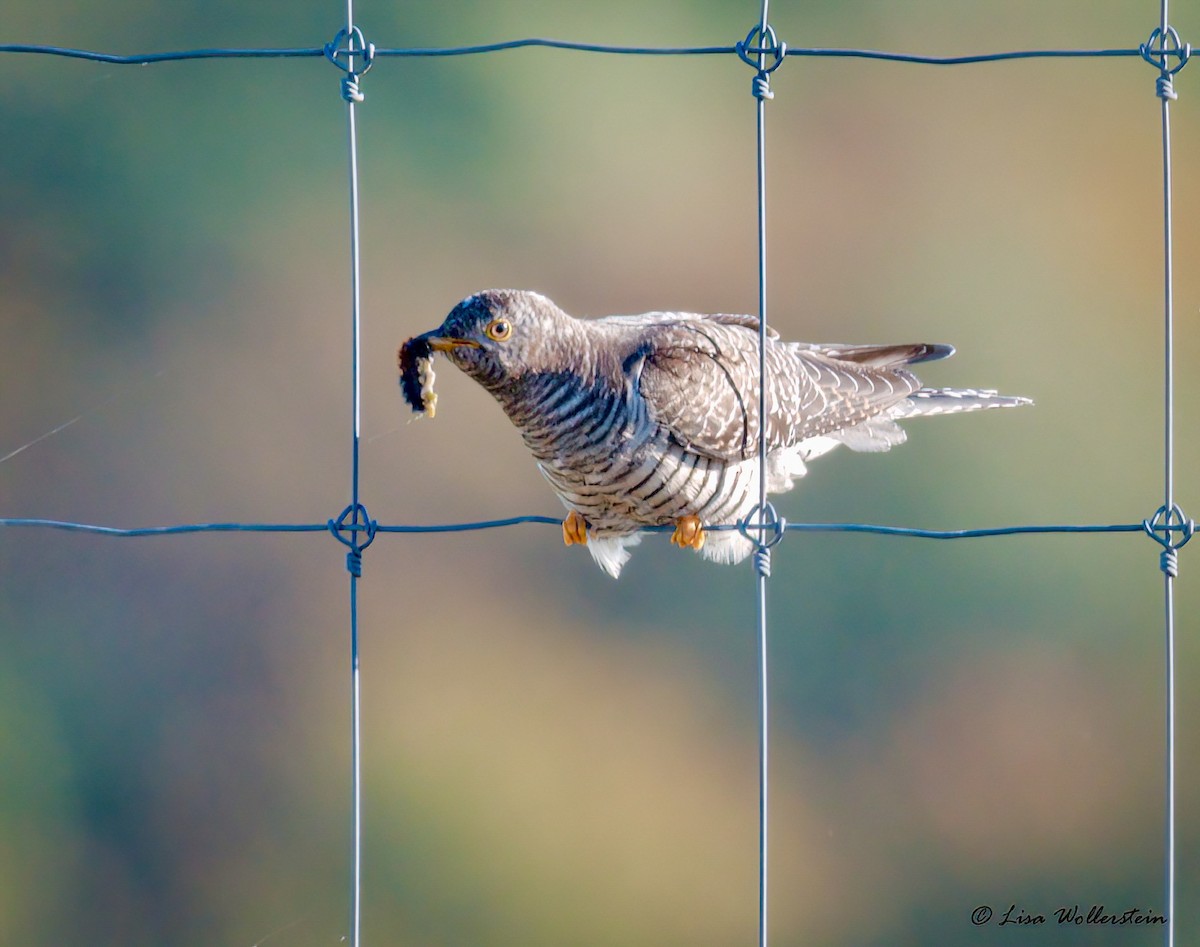 Common Cuckoo - ML644044376