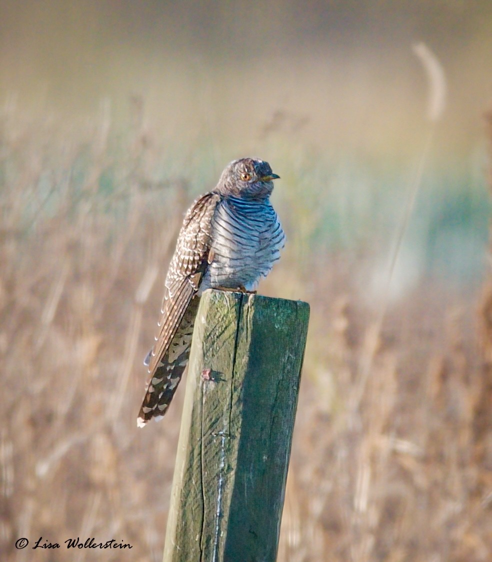 Common Cuckoo - ML644044377
