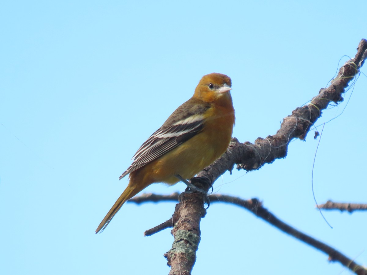 Baltimore Oriole - ML644044419