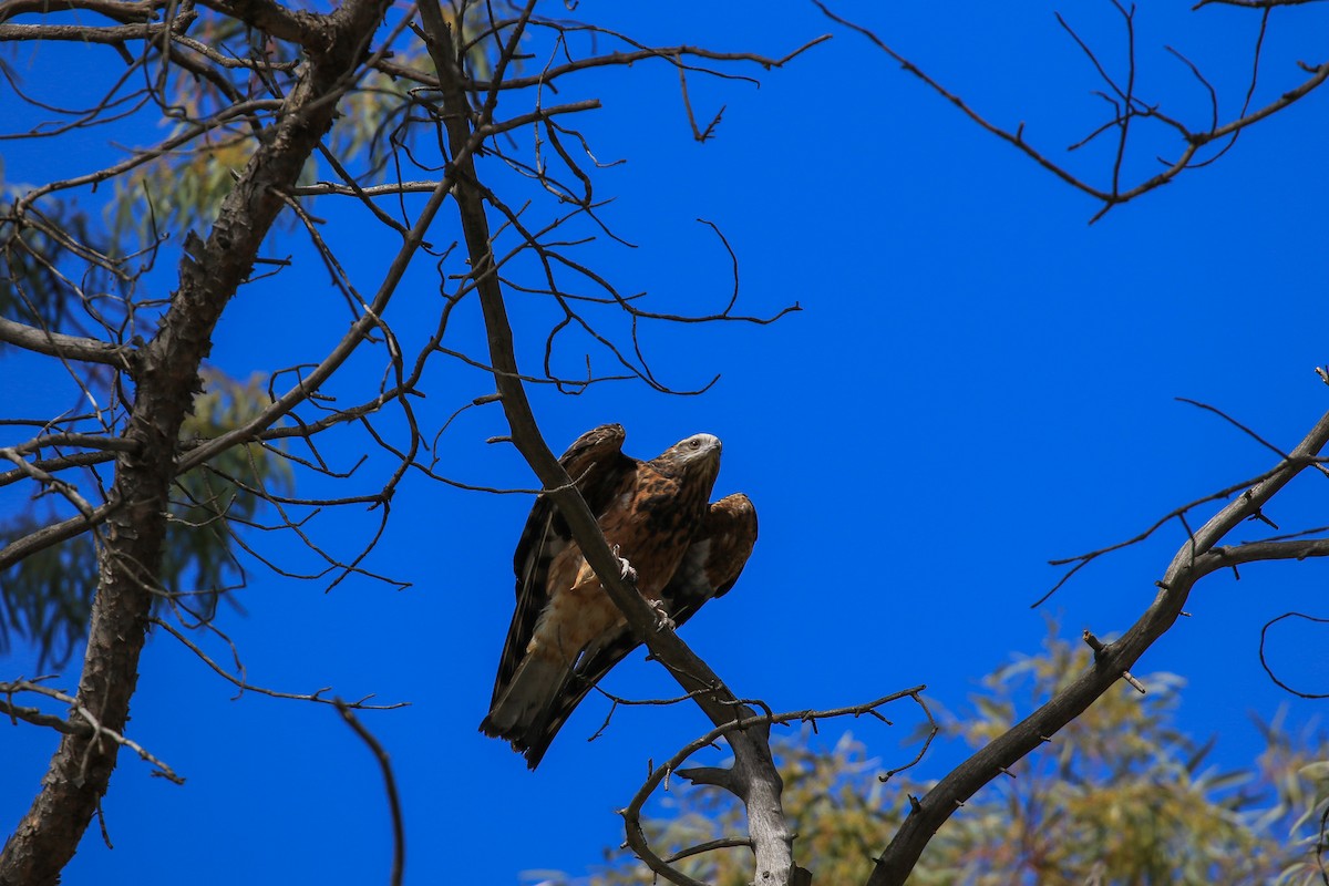 Square-tailed Kite - ML644044425