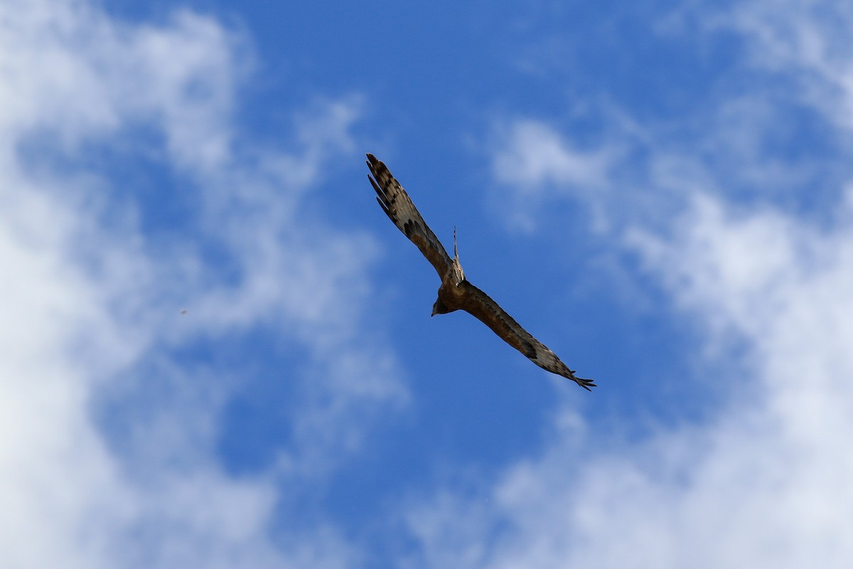 Square-tailed Kite - ML644044426