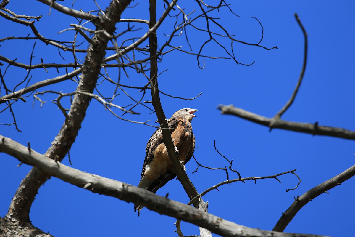Square-tailed Kite - ML644044427