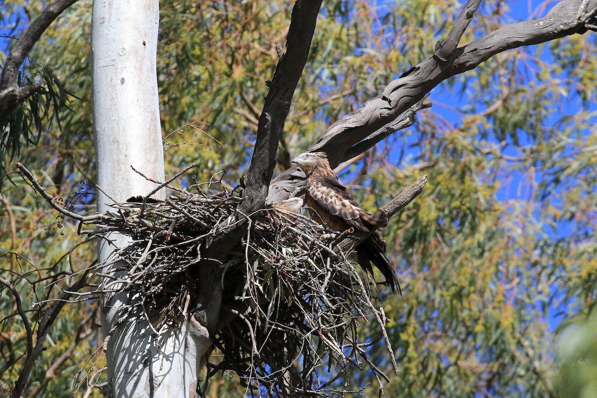 Square-tailed Kite - ML644044428