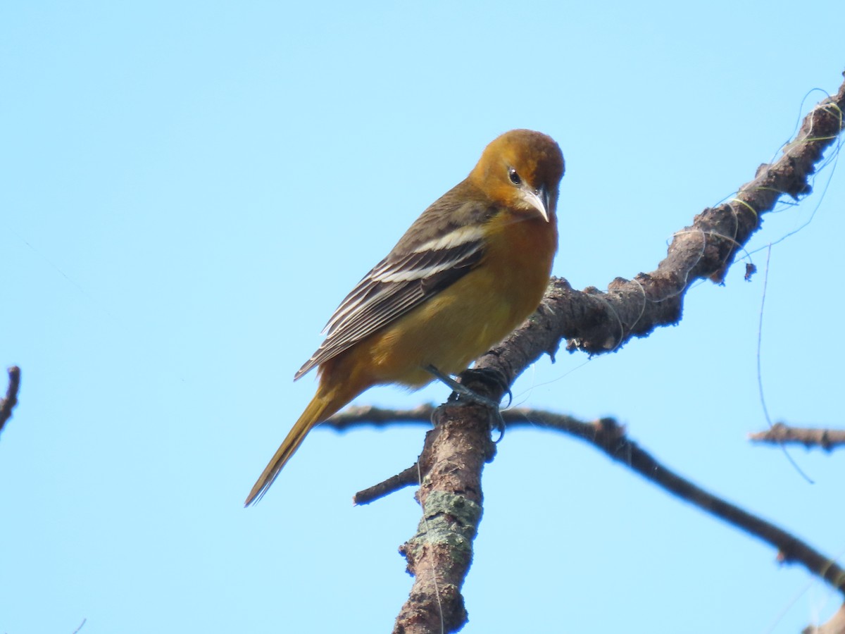 Baltimore Oriole - ML644044431