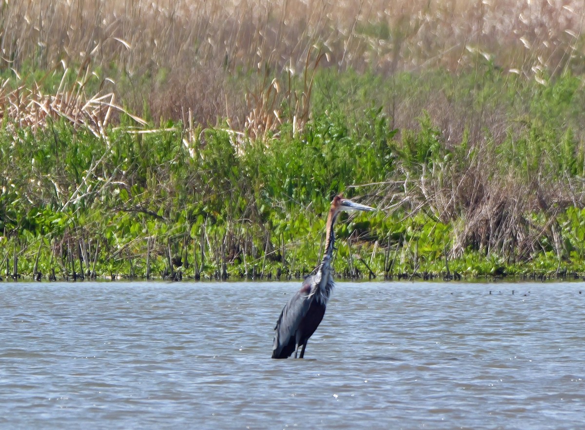 Goliath Heron - ML644044451