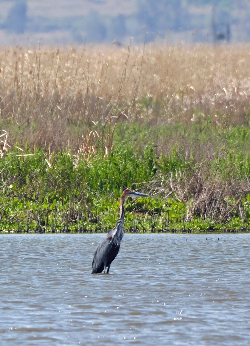 Goliath Heron - ML644044452