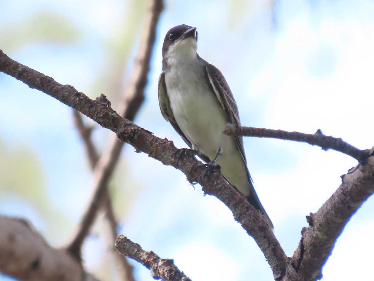 Eastern Kingbird - ML644044454