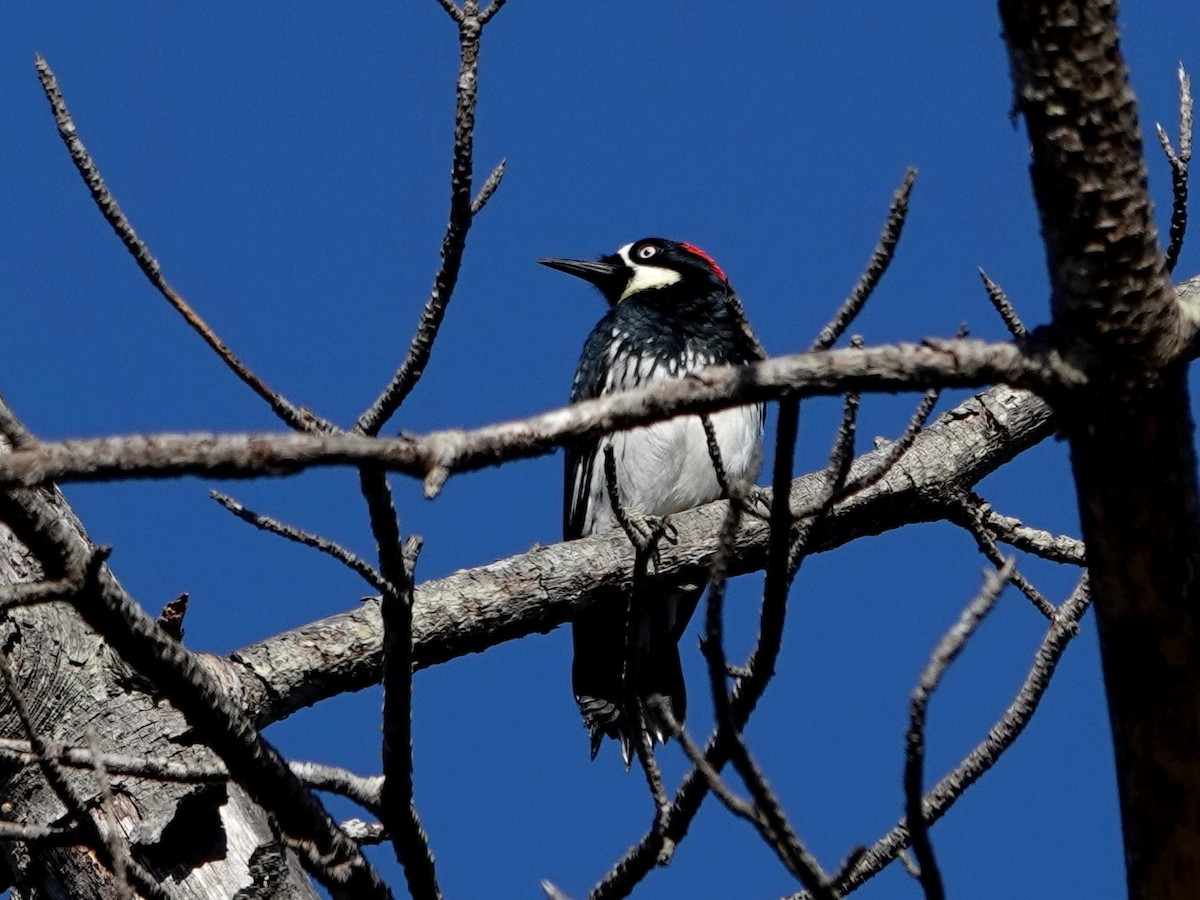 Acorn Woodpecker - ML644044455