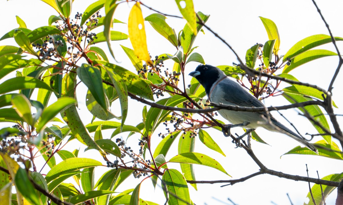 Чернолицая танагра - ML644044460