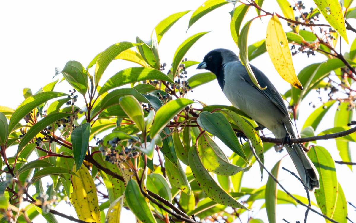 Чернолицая танагра - ML644044461