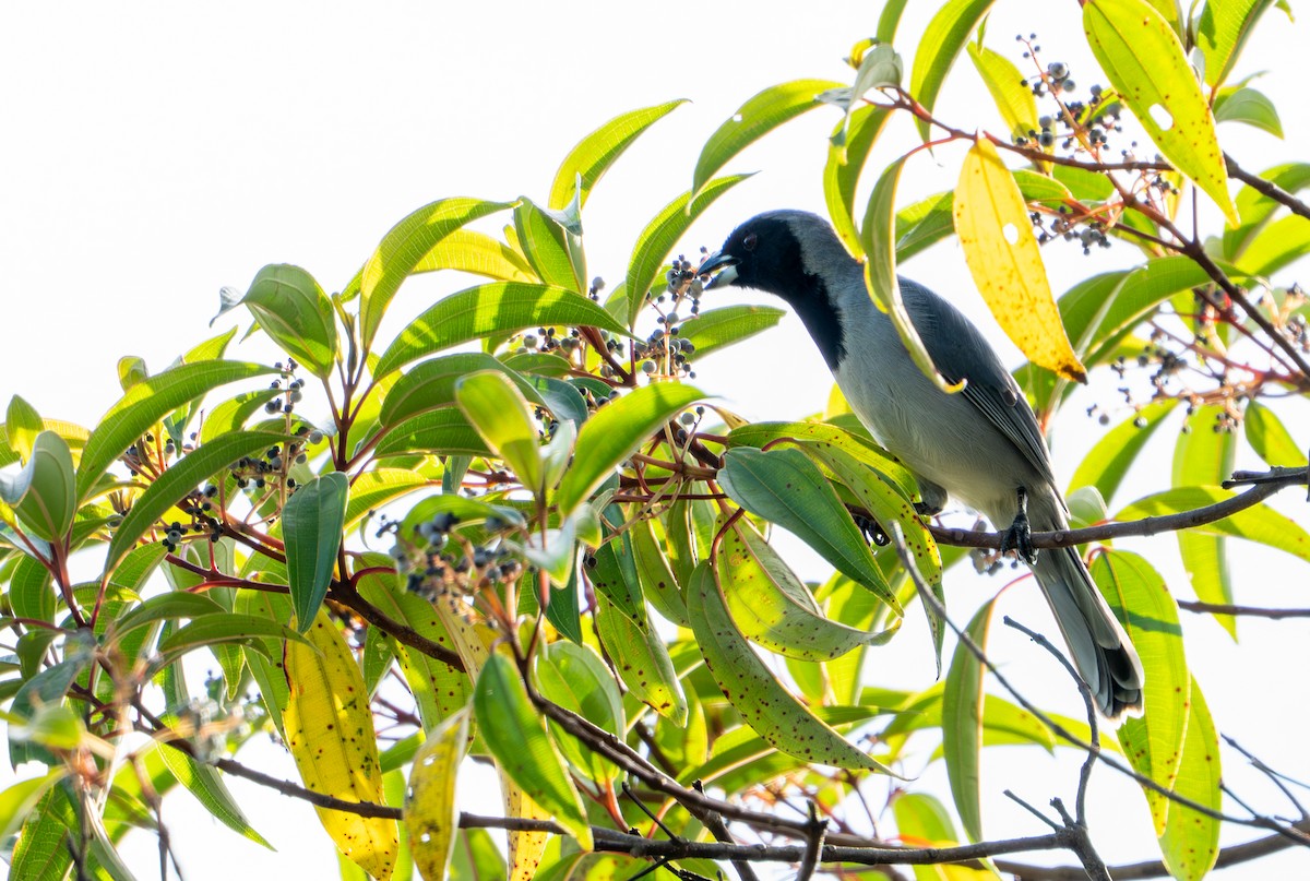 Чернолицая танагра - ML644044462