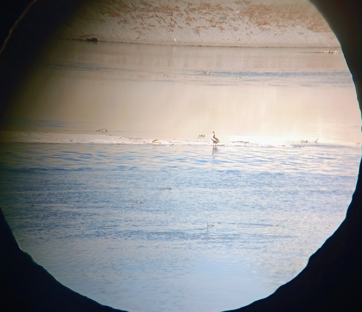 Red-breasted Merganser - ML644044485