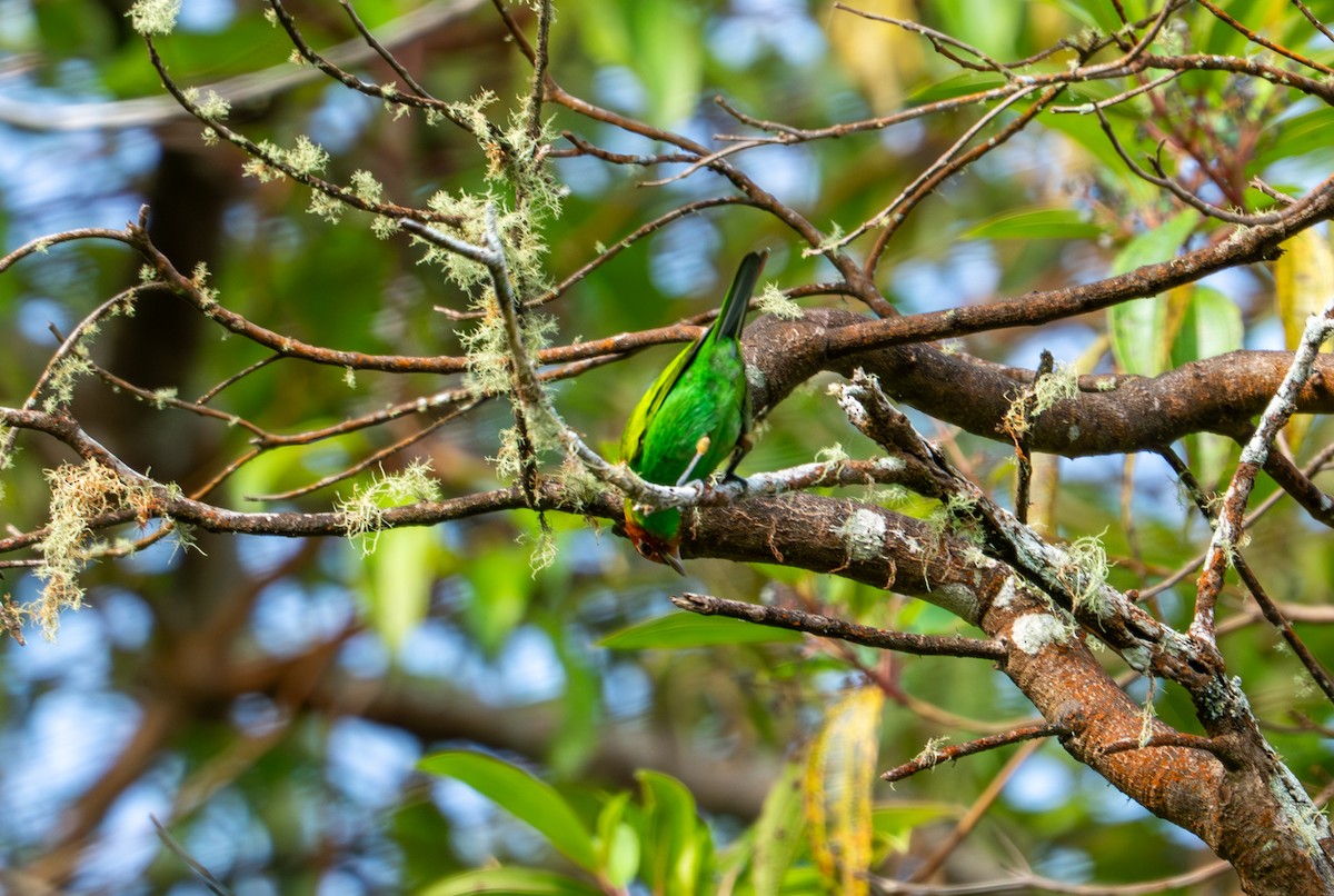 Bay-headed Tanager - ML644044491