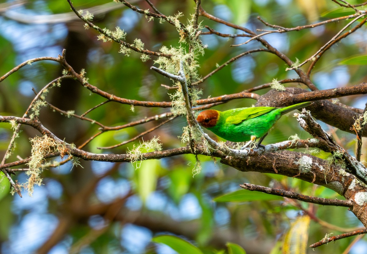 Bay-headed Tanager - ML644044492