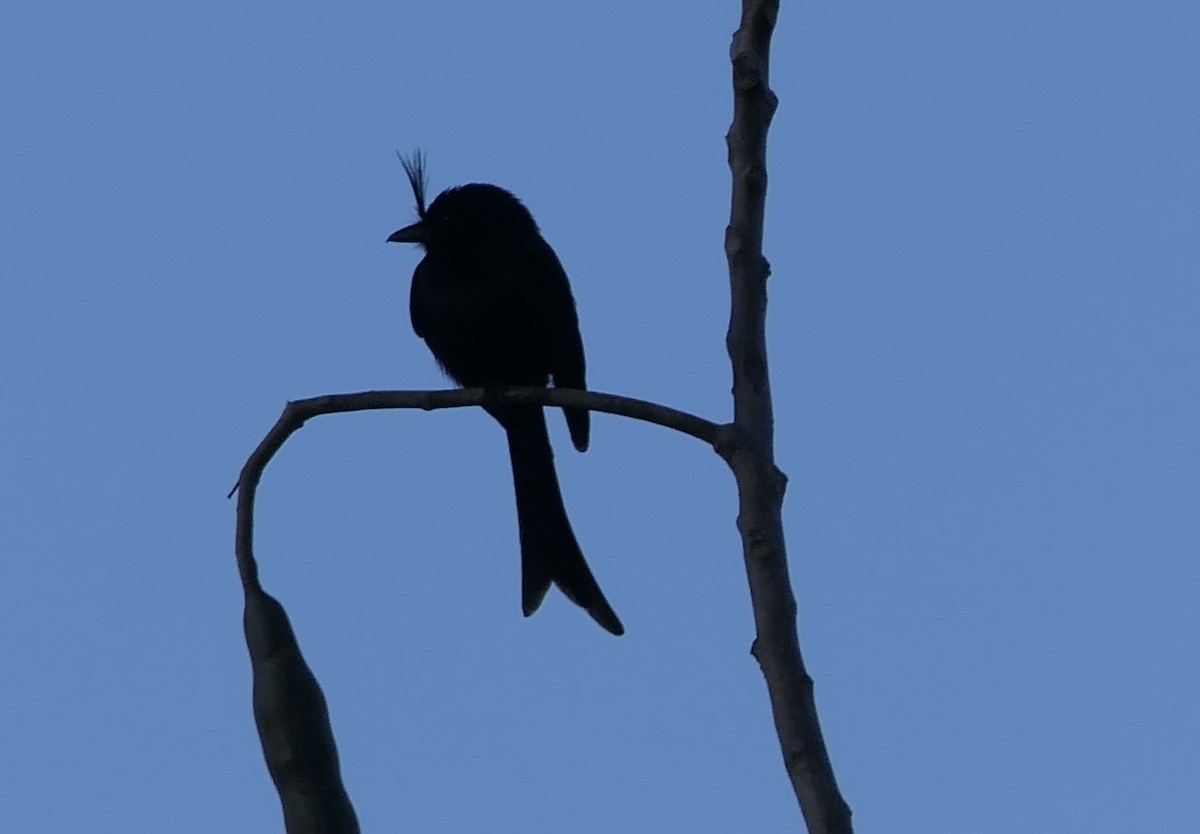 Crested Drongo (Madagascar) - ML644044498