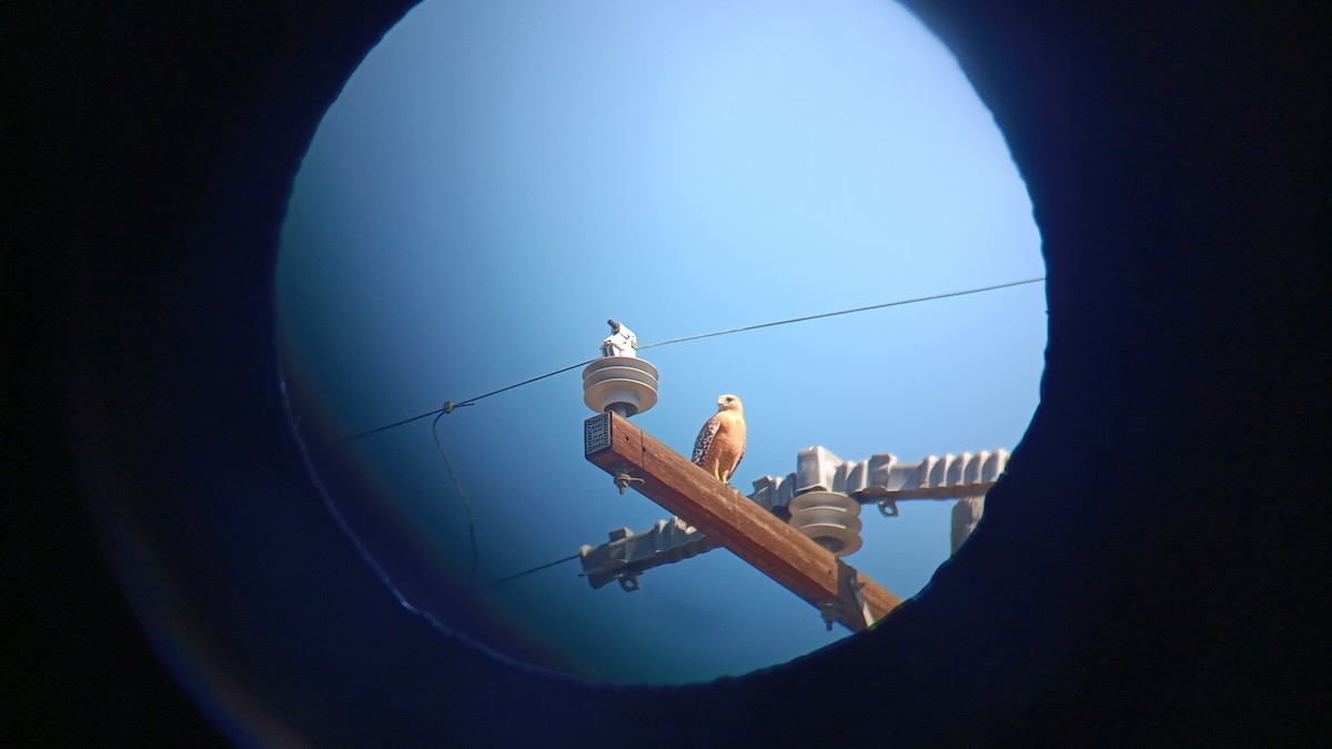 Red-shouldered Hawk - ML644044502