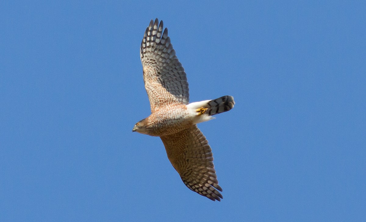 Cooper's Hawk - Nick Pulcinella