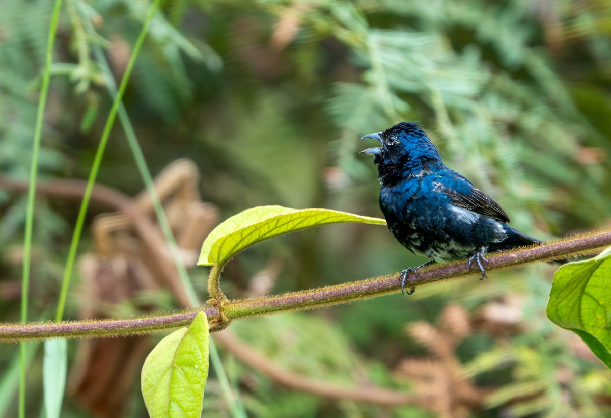 jakarinispurv - ML644044519