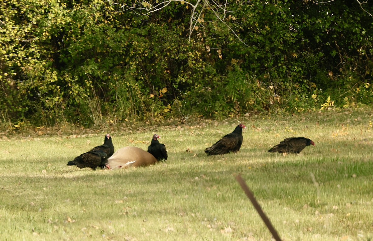 Turkey Vulture - ML644044520