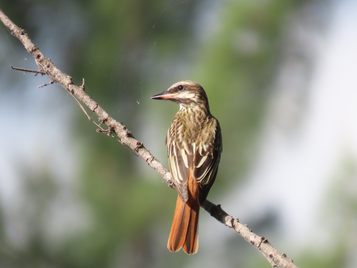 Sulphur-bellied Flycatcher - ML644044527