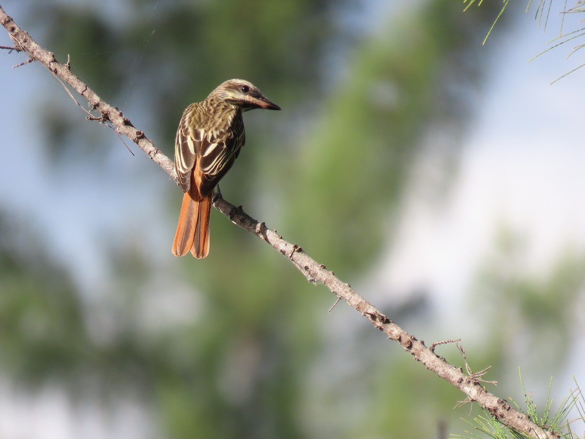 Sulphur-bellied Flycatcher - ML644044531