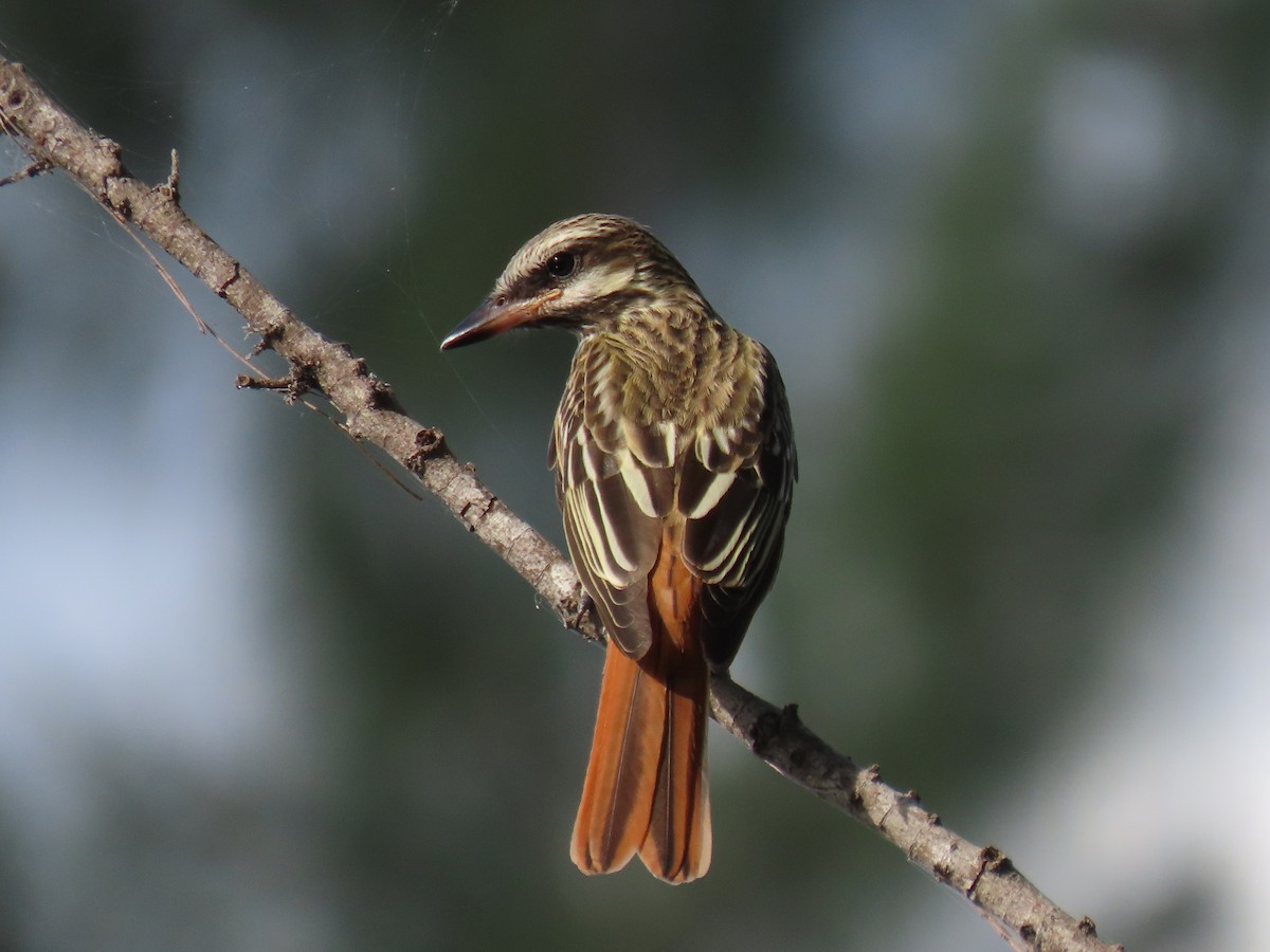 Sulphur-bellied Flycatcher - ML644044536