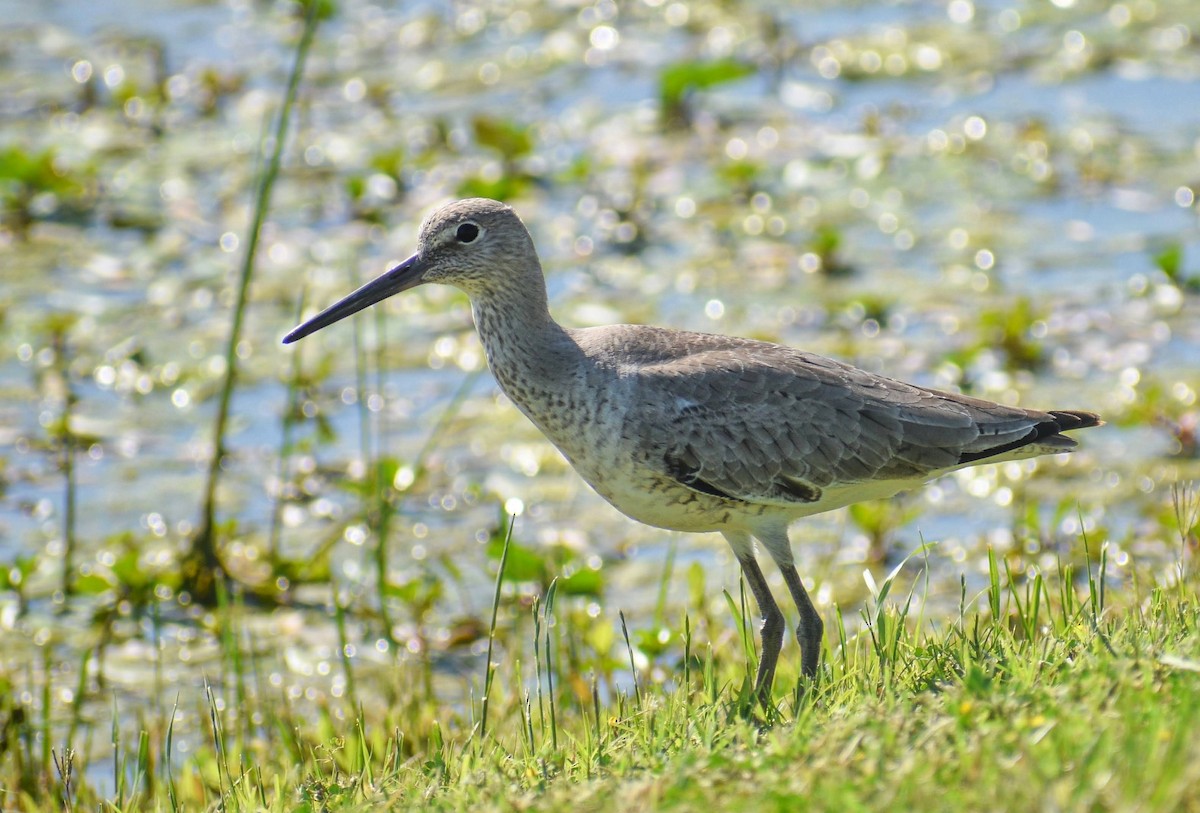 Willet - ML644044571