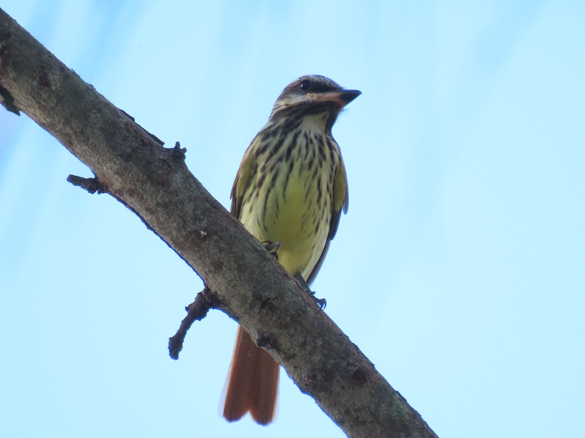 Sulphur-bellied Flycatcher - ML644044579