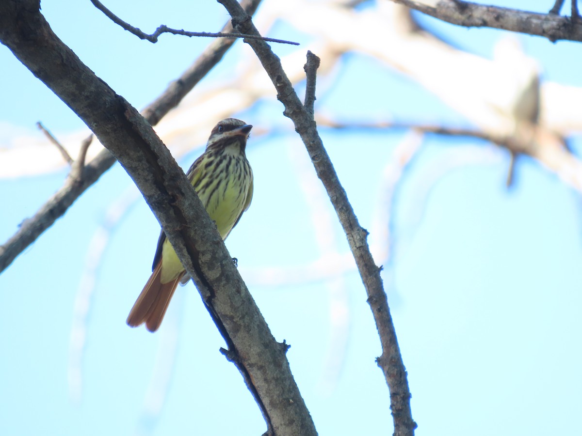 Sulphur-bellied Flycatcher - ML644044592
