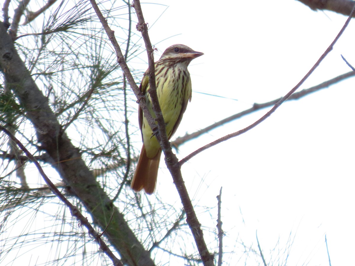 Sulphur-bellied Flycatcher - ML644044594