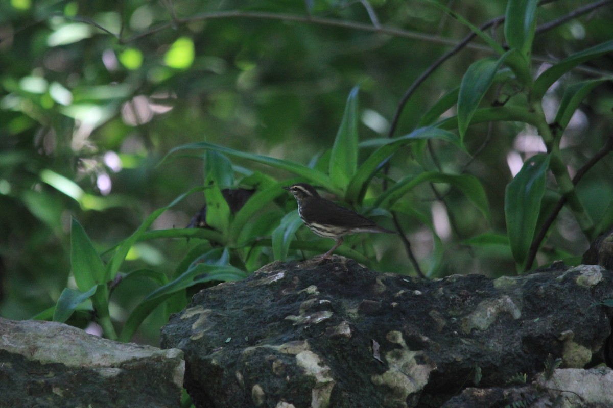 Northern Waterthrush - ML644044596