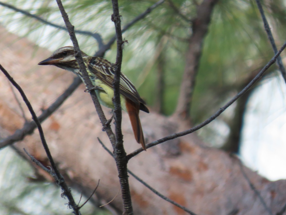 Sulphur-bellied Flycatcher - ML644044600